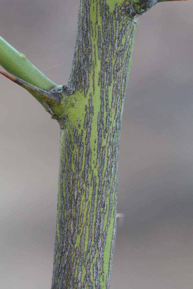               Second - third year twig (Riverside, CA)       